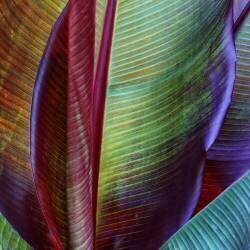 Banana skin (François Casanova) - Muzeo.com