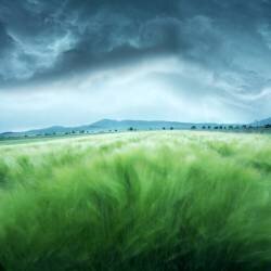 Barley Field (Floriana Barbu) - Muzeo.com