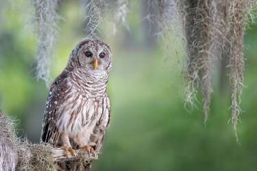 Barred Owl (Max Wang) - Muzeo.com