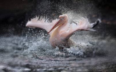 Bathing fun (Antje Wenner-Braun) - Muzeo.com