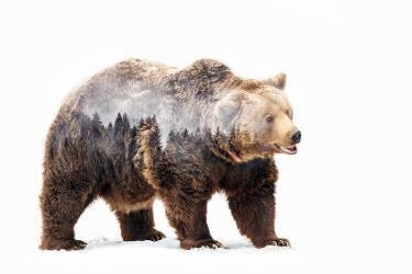 Bear (Angyalosi Beata) - Muzeo.com