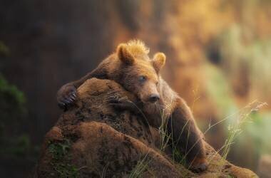 Bear portrait (Sergio Saavedra Ruiz) - Muzeo.com