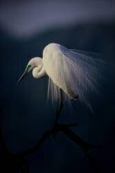 Beautiful ornament feathers (Takafumi Yamashita) - Muzeo.com