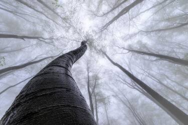 Beech forest (Tom Pavlasek) - Muzeo.com
