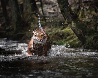 Big cat in creek (Michaela Firesova) - Muzeo.com