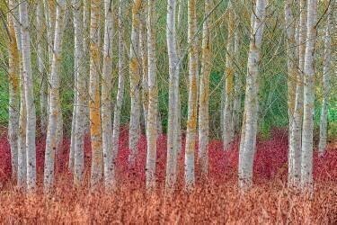 Birch forest (Jure Kravanja) - Muzeo.com
