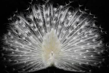 Black and white (Pino Liddi) - Muzeo.com