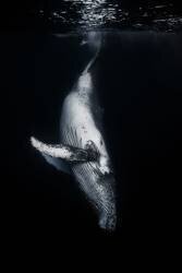 Black Whale (Barathieu Gabriel) - Muzeo.com
