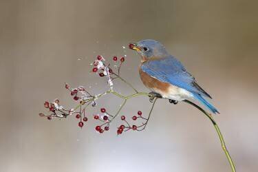 Blue bird in winter (Jia Chen) - Muzeo.com
