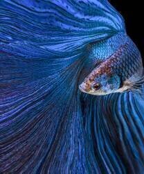Blue Moon (Andi Halil) - Muzeo.com