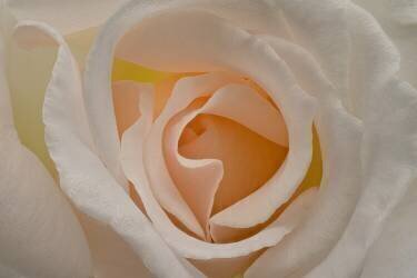 Blush (Richard Urbanski) - Muzeo.com