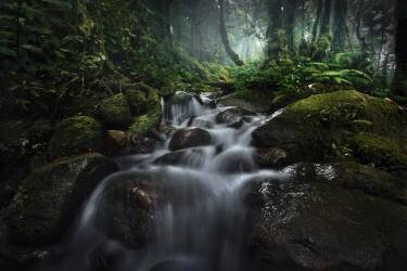 Borneo Rainforest (Hary Muhammad) - Muzeo.com