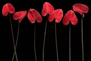 Botanical hearts (Floriana Barbu) - Muzeo.com