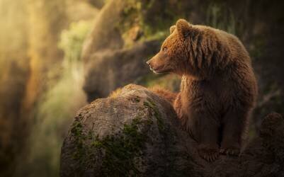 Brown bear during sunset (Sergio Saavedra Ruiz) - Muzeo.com