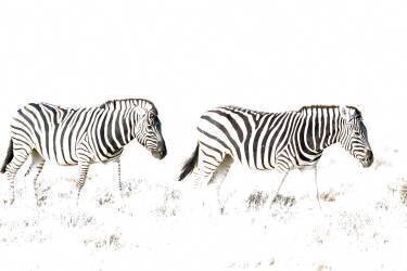 Burchell's Zebra (Equus quagga burchelli) - Walking. Etosha National Park, Namibia. This image was taken with a very high ASA setting, hence the overexposure. (Thomas Dressler) - Muzeo.com