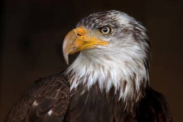 Caged - Bald Eagle (Jim Cumming) - Muzeo.com