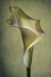 Calla Lily (Lotte Andersen) - Muzeo.com