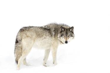 Canadian Timber wolf walking through the snow (Jim Cumming) - Muzeo.com