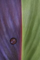 Canna (Stephen Clough) - Muzeo.com