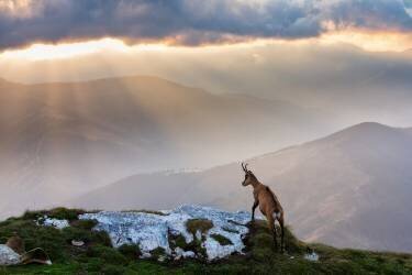 Chamois in Piatra Craiului Romania (Dan Mirica) - Muzeo.com