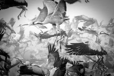 Chaos (Ido Meirovich) - Muzeo.com