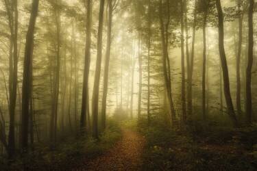 Charm of the ephemeral (Norbert Maier) - Muzeo.com