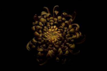 Chrysanthemum (Lotte Gronkjar) - Muzeo.com