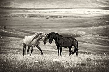 Close encounter (Vedran Vidak) - Muzeo.com