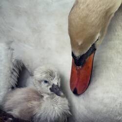 Close to you (Piet Flour) - Muzeo.com