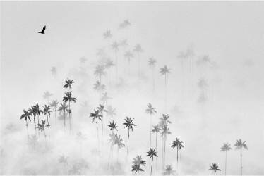 Cocora Valley (Alexey Malashin) - Muzeo.com