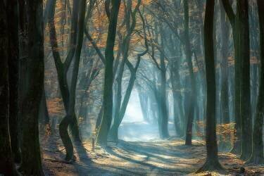 Cold Light (Ellen Borggreve) - Muzeo.com
