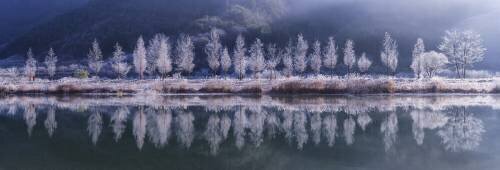 Cold morning (Tiger Seo) - Muzeo.com