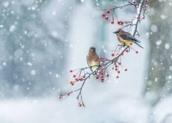 Colors of Winter (Hong Chen) - Muzeo.com