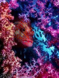 Coral Hind (Dani Barchana ) - Muzeo.com