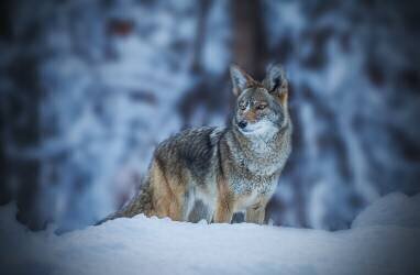 Coyote in Winter (Jenny Qiu) - Muzeo.com