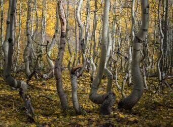 Crooked Aspen (Alex Li) - Muzeo.com