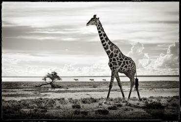 Cross-linked giraffe in the savannah of Etosha NP in Namibia (Philippe-Alexandre Chevallier) - Muzeo.com