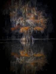 Cypress Reflection (Michael Zheng) - Muzeo.com