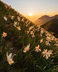 Daffodils (Ales Krivec) - Muzeo.com