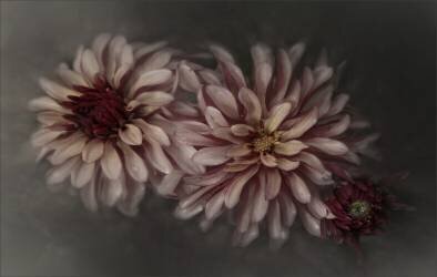 Dahlia family (Gilbert Claes ) - Muzeo.com