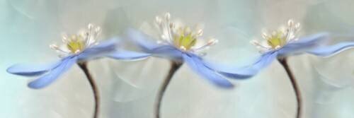 Dancing anemones (Heidi Westum) - Muzeo.com