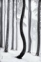 Dancing tree (Tom Pavlasek) - Muzeo.com