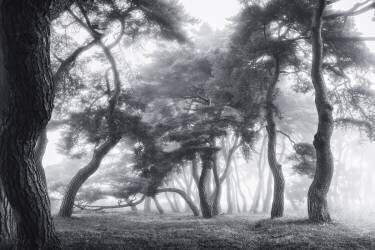 Dancing Trees (Tiger Seo) - Muzeo.com