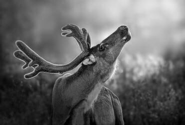 Deer Backlit (Irene Yu Wu) - Muzeo.com
