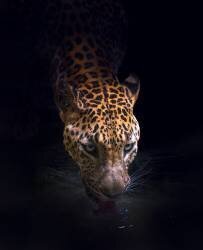 Drinking (Antonyus Bunjamin (Abe)) - Muzeo.com