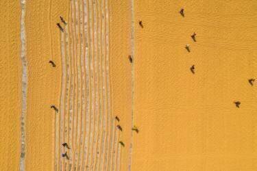 Drying rice under sunlight (Azim Khan Ronnie) - Muzeo.com