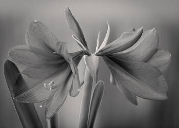 Elegance (Jan Rauwerdink) - Muzeo.com