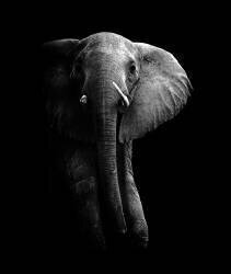 Elephant ! (WildPhotoArt) - Muzeo.com