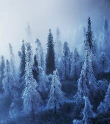 Enchanted forest (Ales Krivec) - Muzeo.com