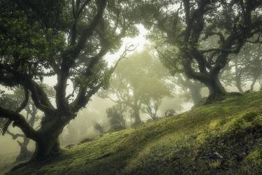 Enchanted Forest (Frans van der Boom) - Muzeo.com
